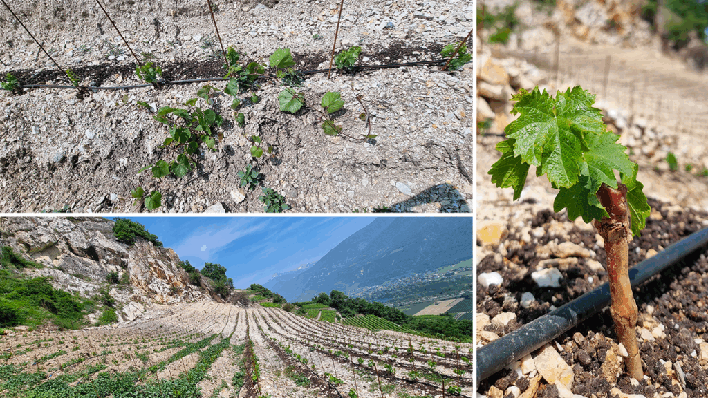 Jeune vigne de Cornalin au Grand Rec équipée d’un système d’irrigation goutte-à-goutte à Saint-Léonard, Valais