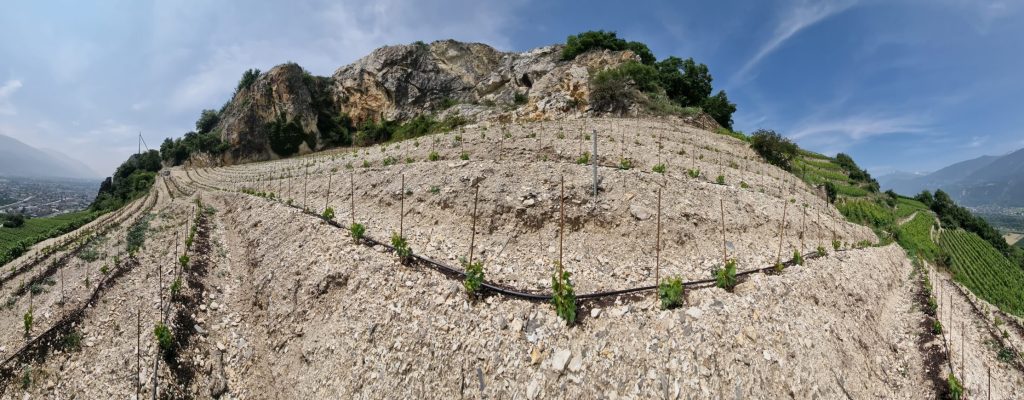 Vignes en terrasses Cellier St-Léonard dans le Valais avec vue sur la vallée et les montagnes